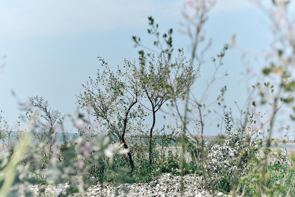 重繪地海之島＿吳書原＿島之夢（局部）＿02