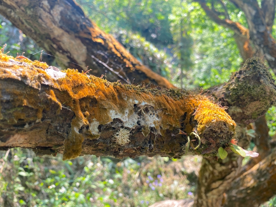 農委會ACO X無毒農X就曰設計「限量臺灣梅禮盒」_08