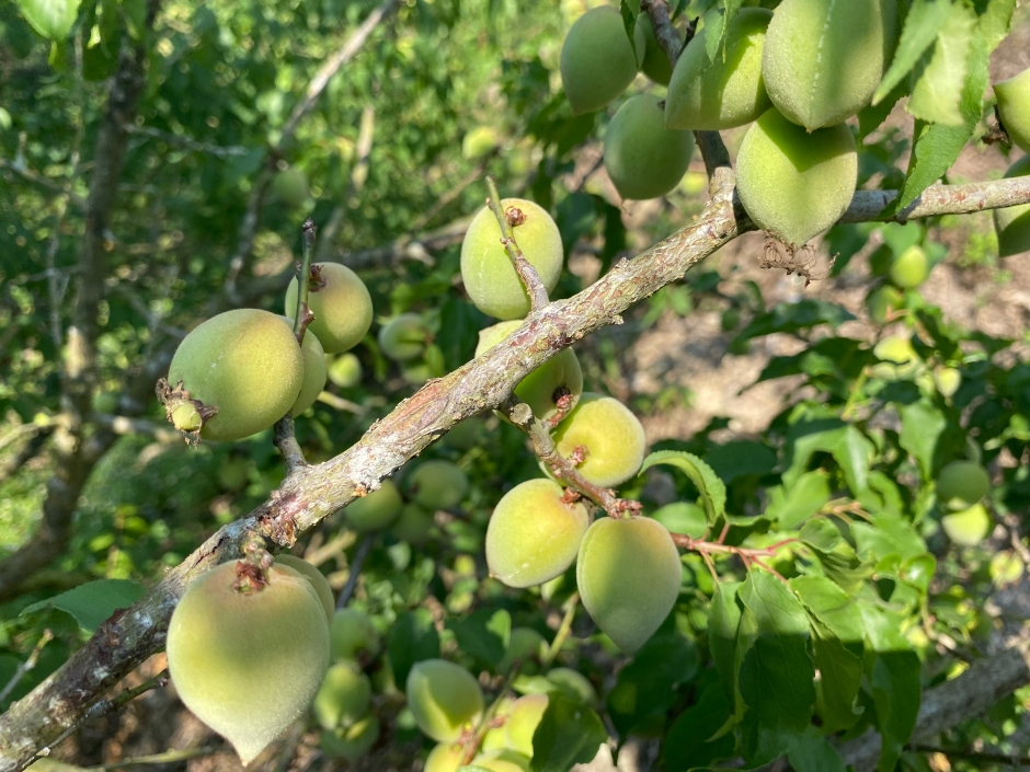 農委會ACO X無毒農X就曰設計「限量臺灣梅禮盒」_07