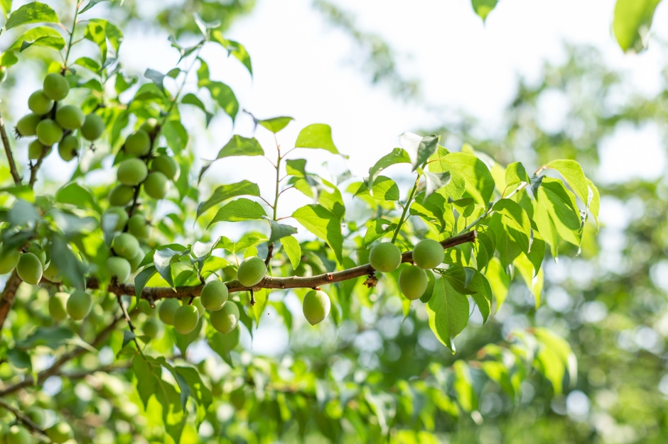 農委會ACO X無毒農X就曰設計「限量臺灣梅禮盒」_05