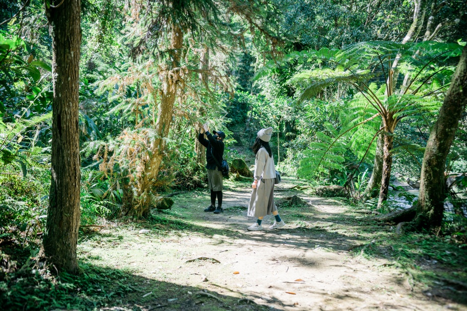 小檔08_遊茶山將推薦3條路線，坪林為茶與森的療癒(1)