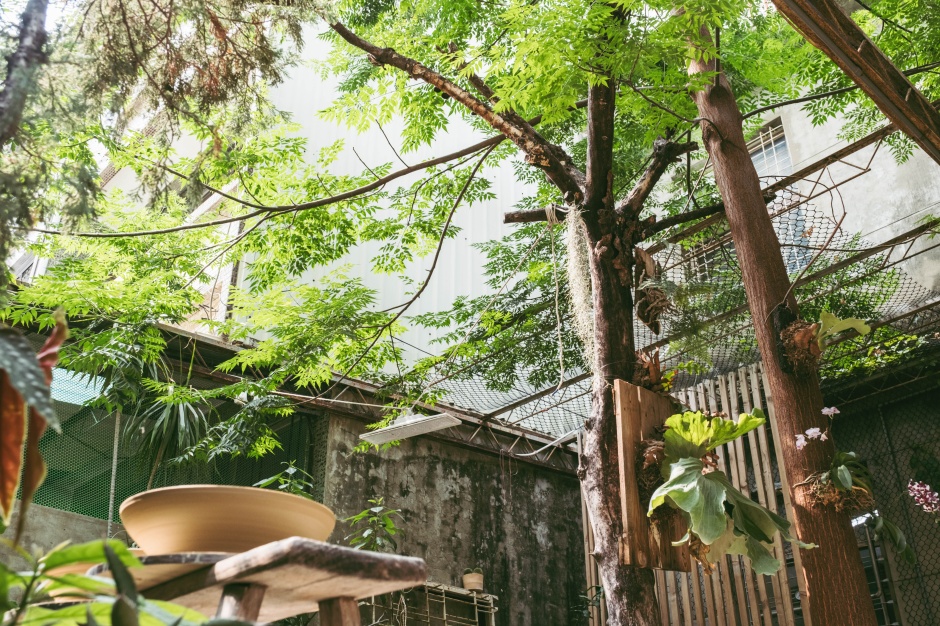 小檔台南青青土氣後院的苦楝樹