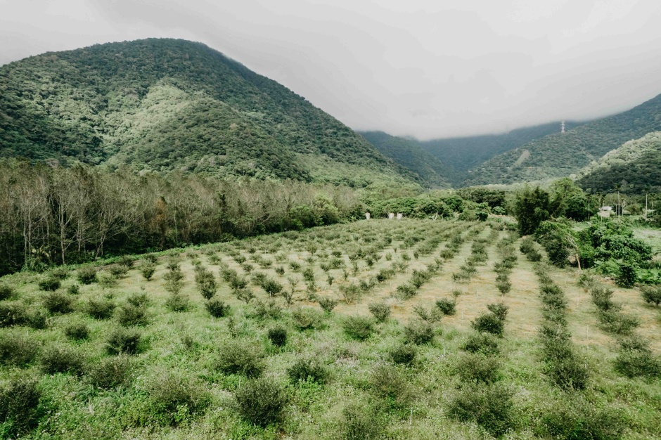 96dpi_茶籽堂宜蘭朝陽苦茶樹農地-2