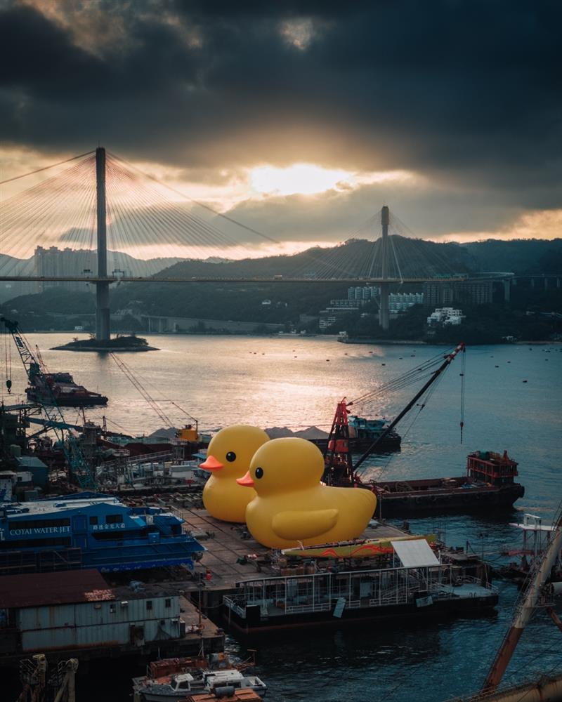 黃色小鴨香港維多利亞港_03