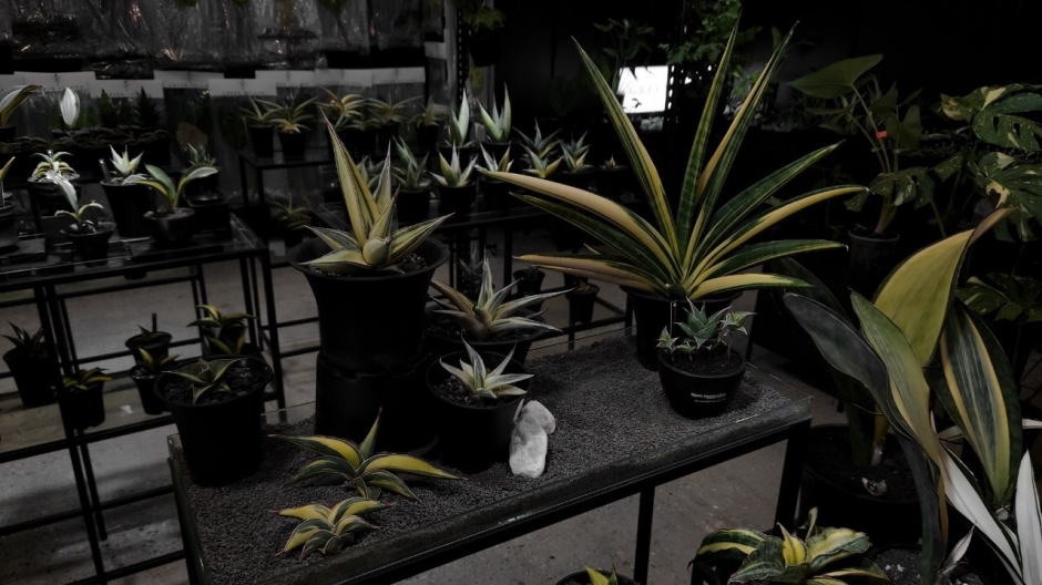 2023台灣第一植物界：花見植狩_台中世貿_樹園藝_07