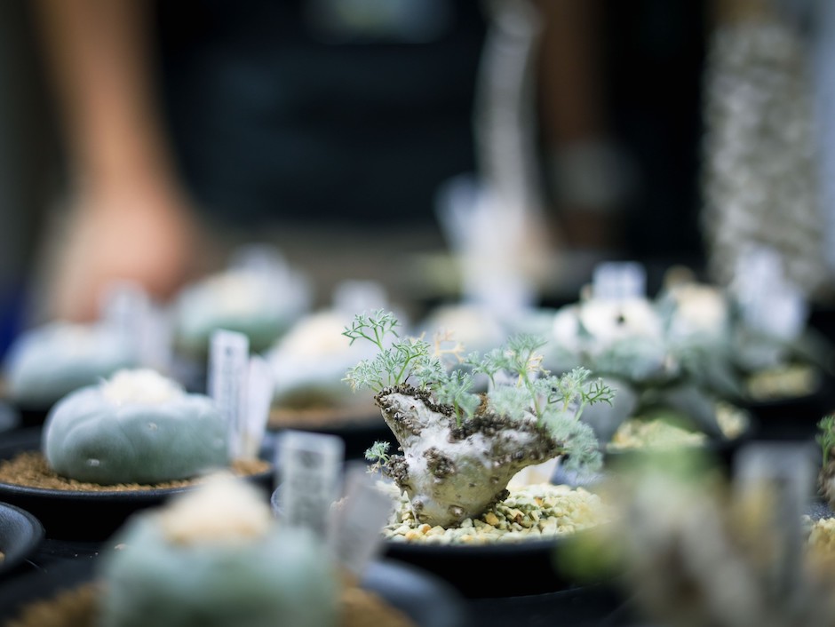 台中艸我的方向走來_白鳥部屋提供 台中艸我的方向走來_白鳥部屋提供