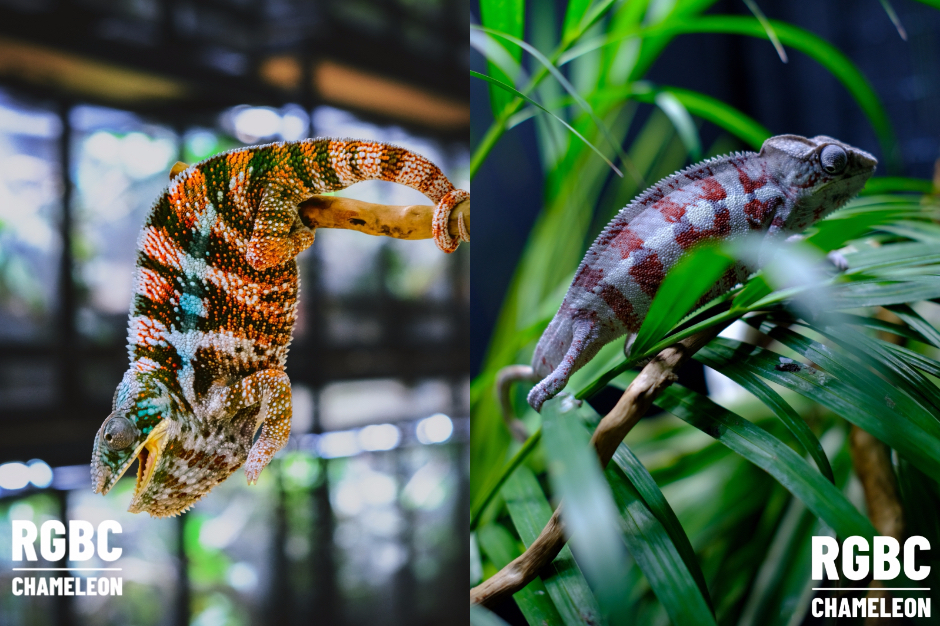 台中艸我的方向走來_FotoJet拷貝 台中艸我的方向走來_FotoJet拷貝