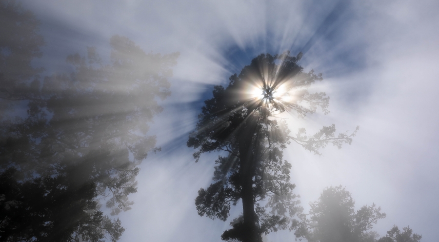 batch_05 雲霧席捲的雲杉森林，是台灣中高海拔森林最經典的樣貌