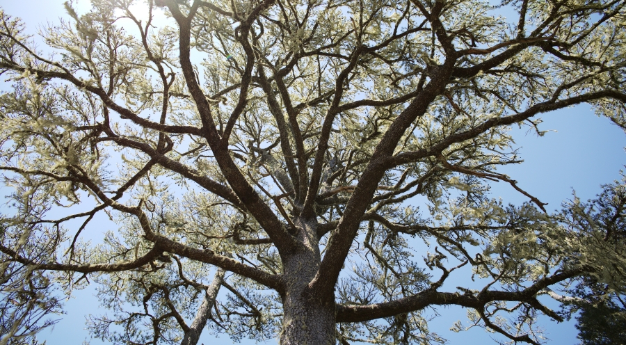 batch_02 掛滿松蘿的台灣二葉松