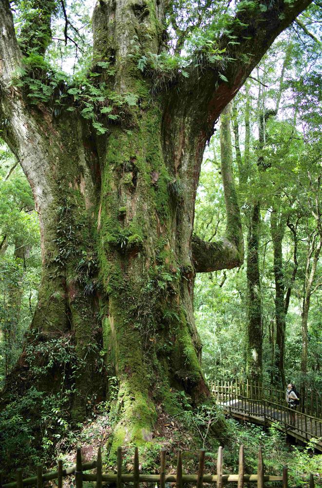01 在森林中仰望活過千年的紅檜神木