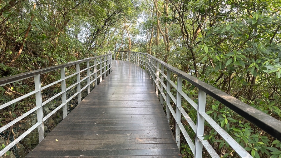 04 漫步觀音林梢步道-1