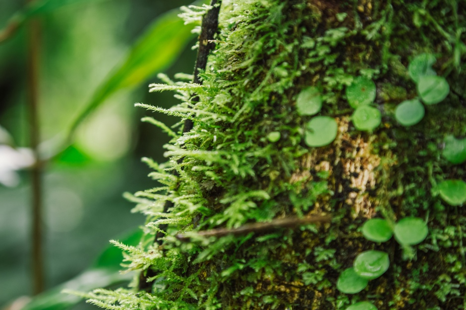 小檔松羅國家步道xtyi032723_張晉瑞攝