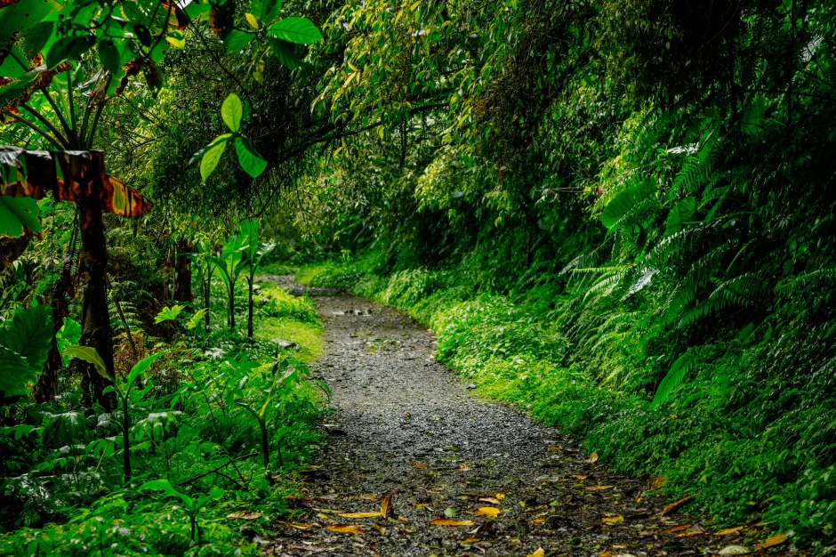 小檔松羅國家步道xtyi024847_張晉瑞攝