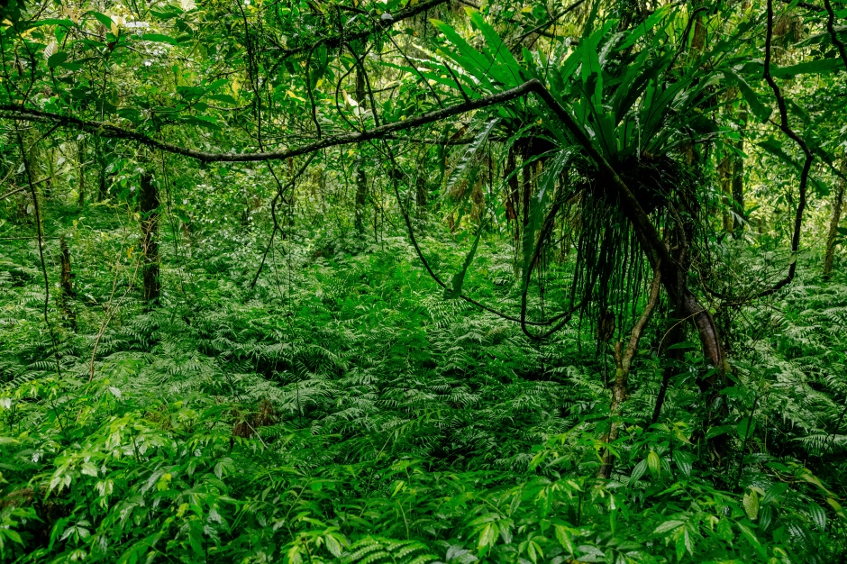 小檔松羅國家步道xtyi024869_張晉瑞攝