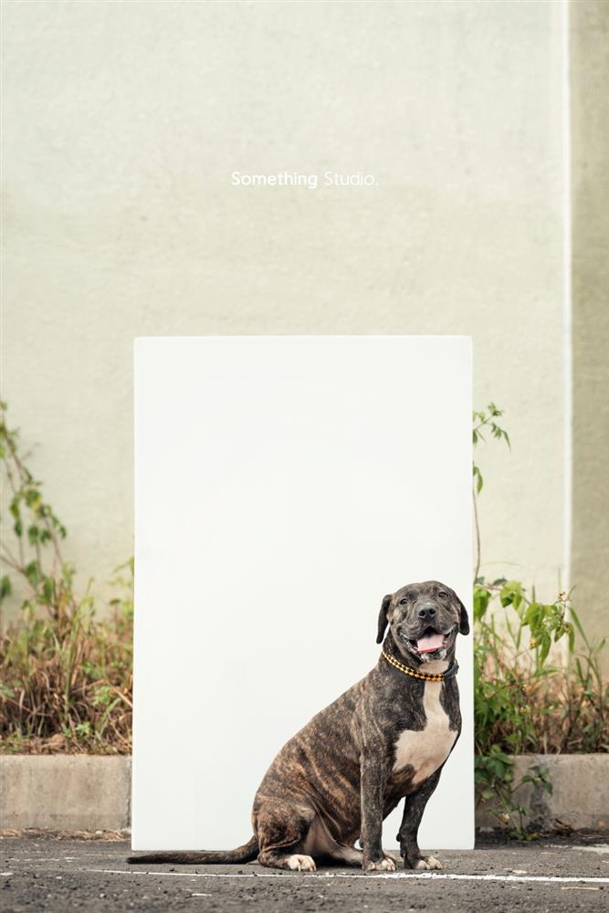 基隆寵物銀行-57-1