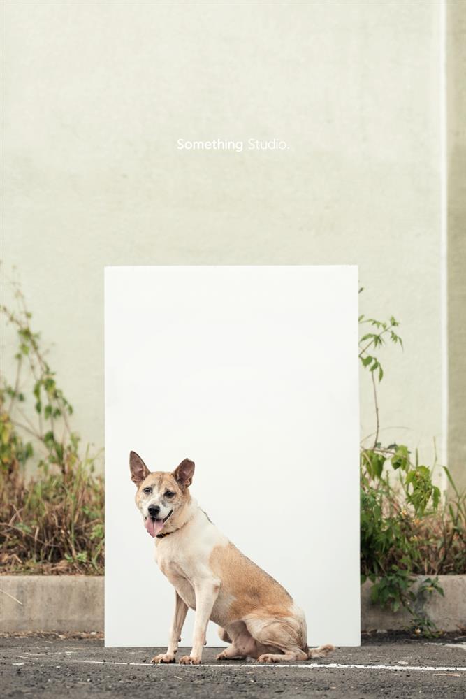 基隆寵物銀行-41-2