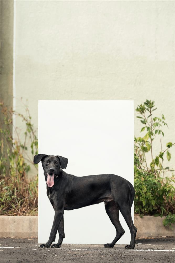 基隆寵物銀行-19-3