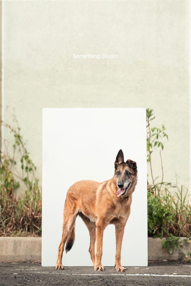 基隆寵物銀行-25-1 2