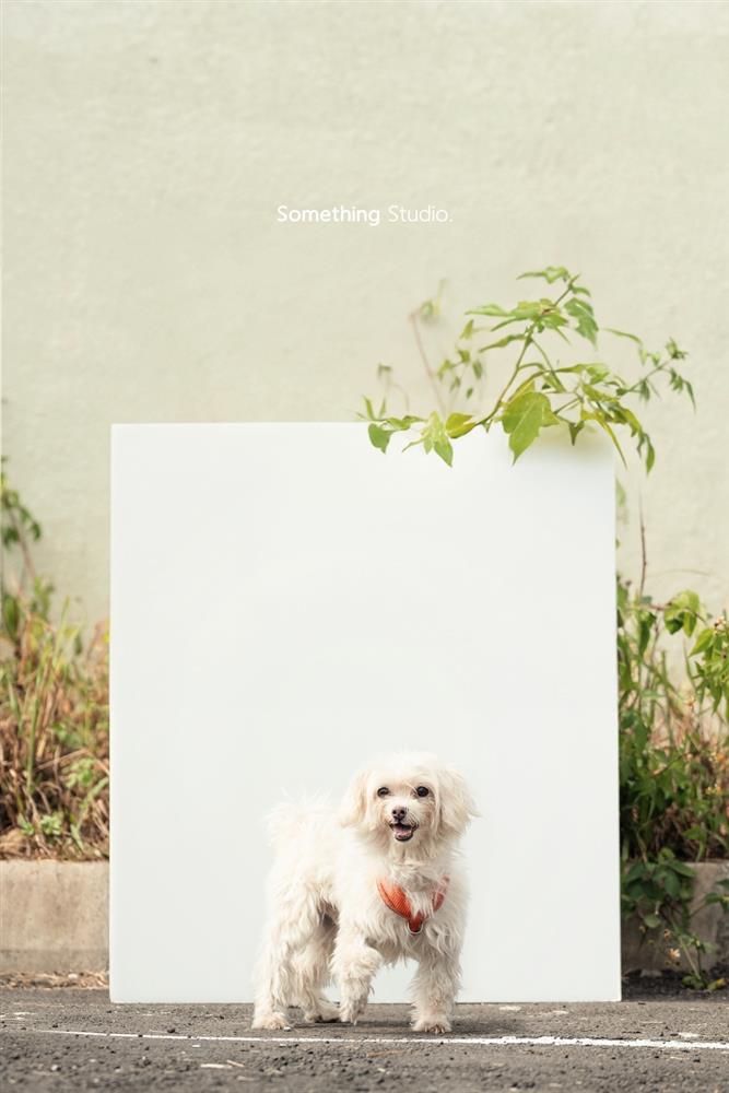 基隆寵物銀行-52-1