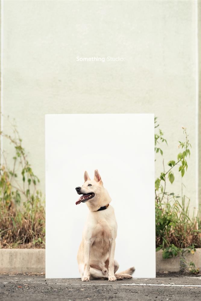 基隆寵物銀行-15-3