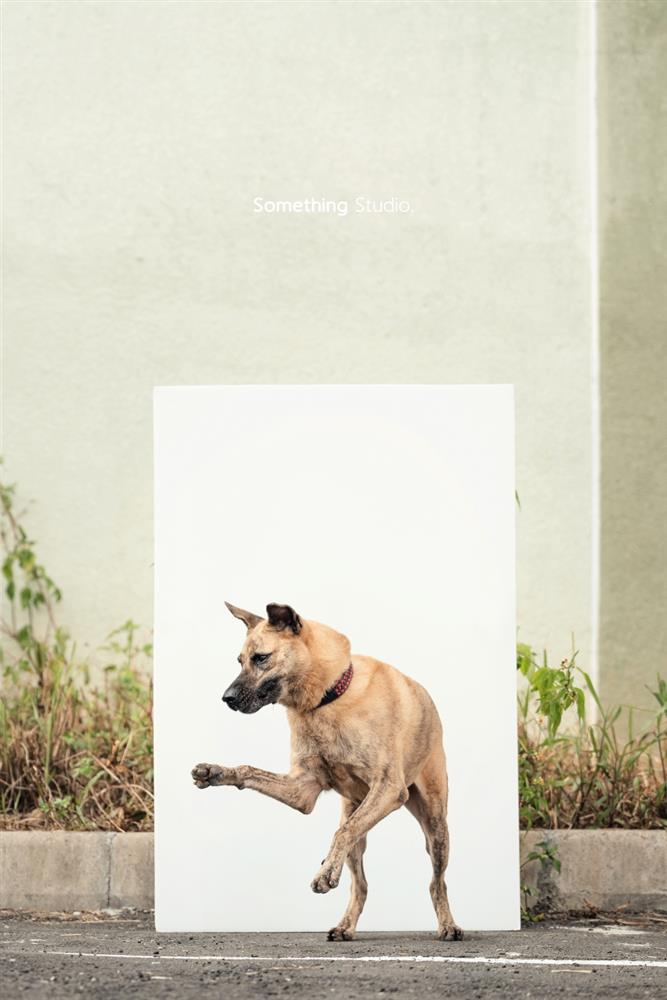 基隆寵物銀行-61-1