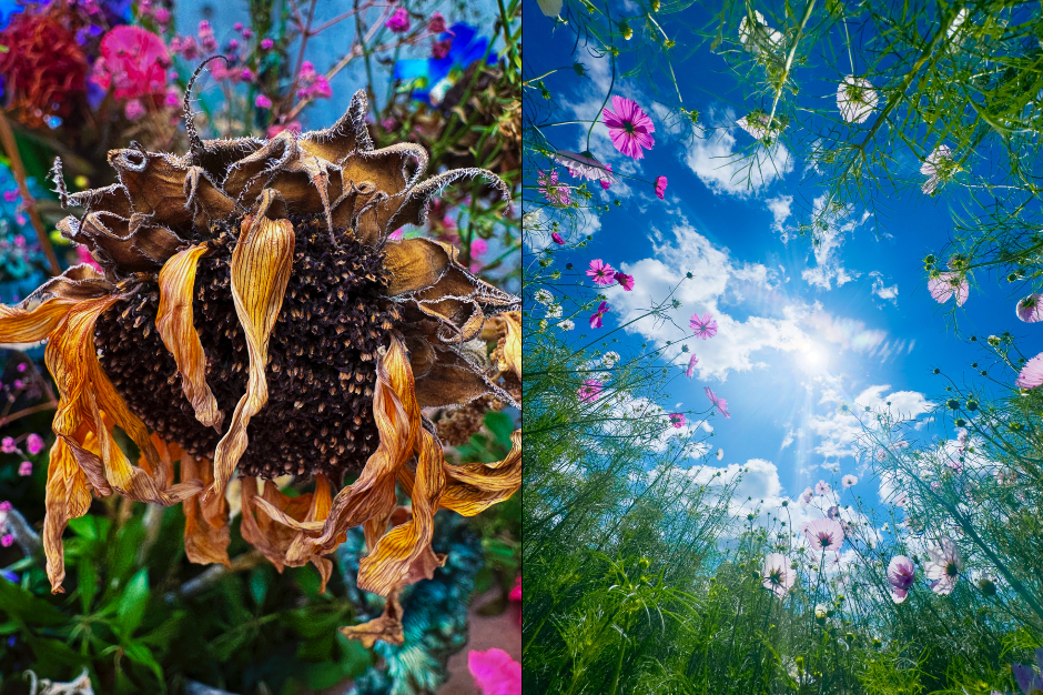 apple攝影展在巴黎舉行5