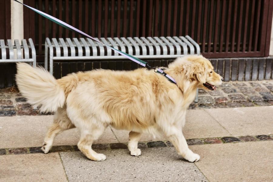 HAY推出寵物用品系列「HAY DOGS」!活潑色彩延續品牌風格、多種尺寸顏色讓每隻狗狗都適用 HAY推出寵物用品系列「HAY DOGS」!活潑色彩延續品牌風格、多種尺寸顏色讓每隻狗狗都適用