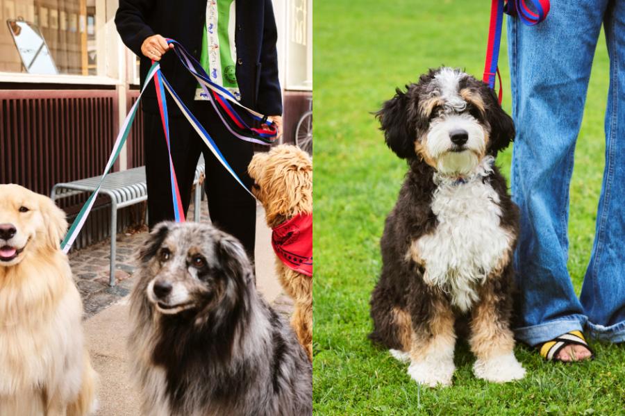 HAY推出寵物用品系列「HAY DOGS」!活潑色彩延續品牌風格、多種尺寸顏色讓每隻狗狗都適用 HAY推出寵物用品系列「HAY DOGS」!活潑色彩延續品牌風格、多種尺寸顏色讓每隻狗狗都適用