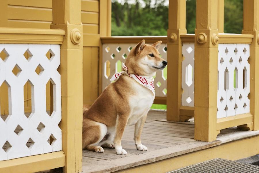 HAY推出寵物用品系列「HAY DOGS」!活潑色彩延續品牌風格、多種尺寸顏色讓每隻狗狗都適用 HAY推出寵物用品系列「HAY DOGS」!活潑色彩延續品牌風格、多種尺寸顏色讓每隻狗狗都適用
