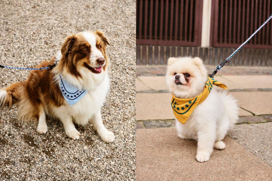 HAY推出寵物用品系列「HAY DOGS」!活潑色彩延續品牌風格、多種尺寸顏色讓每隻狗狗都適用 HAY推出寵物用品系列「HAY DOGS」!活潑色彩延續品牌風格、多種尺寸顏色讓每隻狗狗都適用