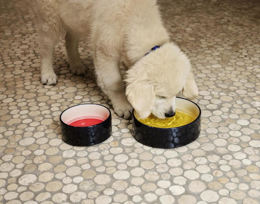 HAY推出寵物用品系列「HAY DOGS」!活潑色彩延續品牌風格、多種尺寸顏色讓每隻狗狗都適用 HAY推出寵物用品系列「HAY DOGS」!活潑色彩延續品牌風格、多種尺寸顏色讓每隻狗狗都適用