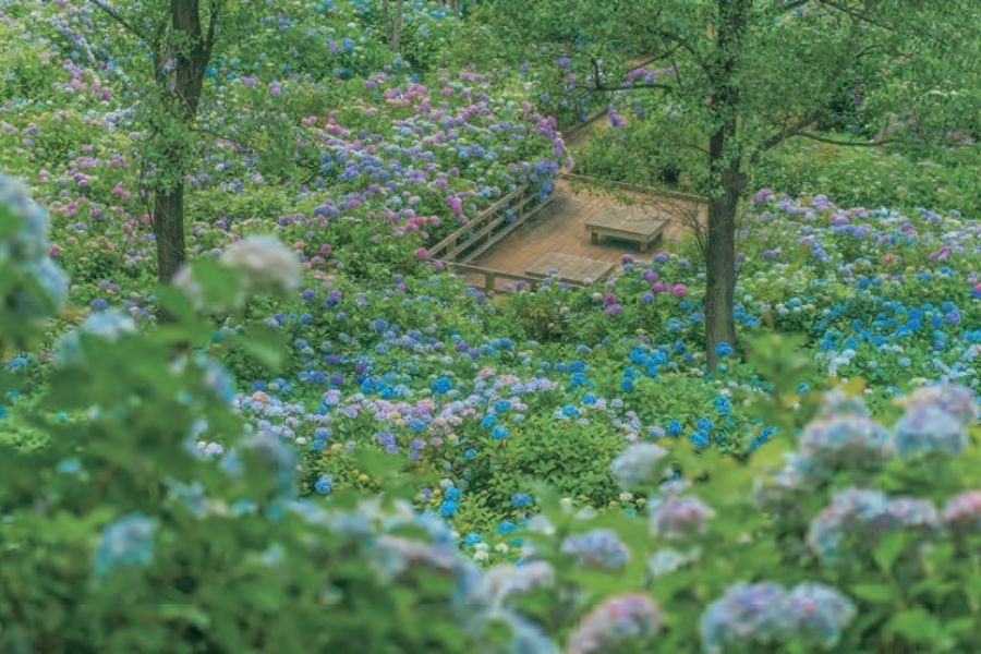 京都｜舞鶴自然文化園。（圖片提供：《日本四季賞花指南》）