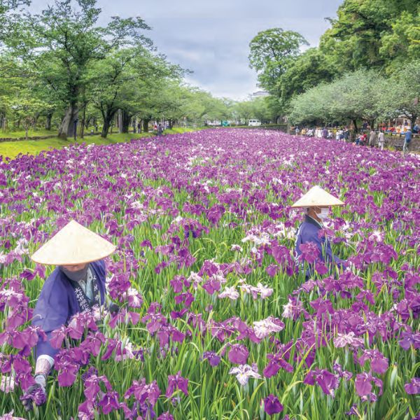 長崎｜大村公園。（圖片提供：《日本四季賞花指南》）