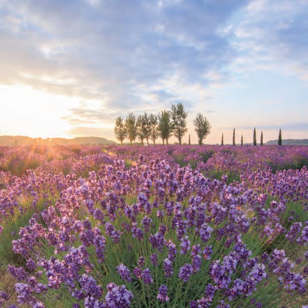 千葉｜倉薰衣草園。（圖片提供：《日本四季賞花指南》）