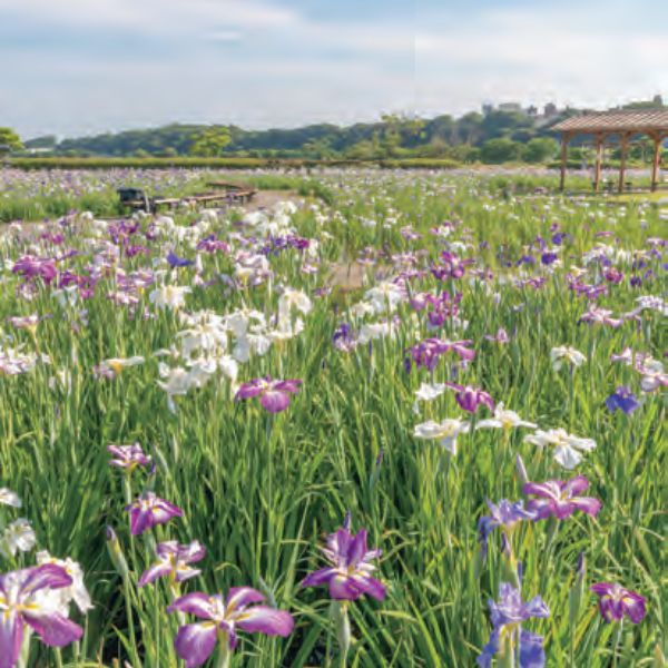 東京｜小岩菖蒲園。（圖片提供：《日本四季賞花指南》）