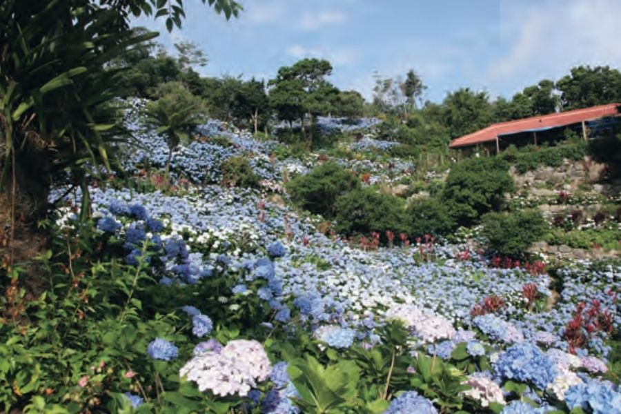 沖繩｜饒平名紫陽花園。（圖片提供：《日本四季賞花指南》）