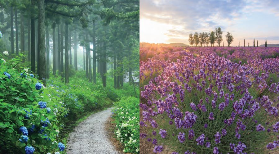 紫陽花、薰衣草、夏季賞花、日本旅遊
