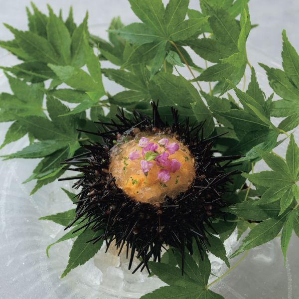 帶殼海膽。(圖片來源:《日本料理擺盤美學》) 帶殼海膽。(圖片來源:《日本料理擺盤美學》)
