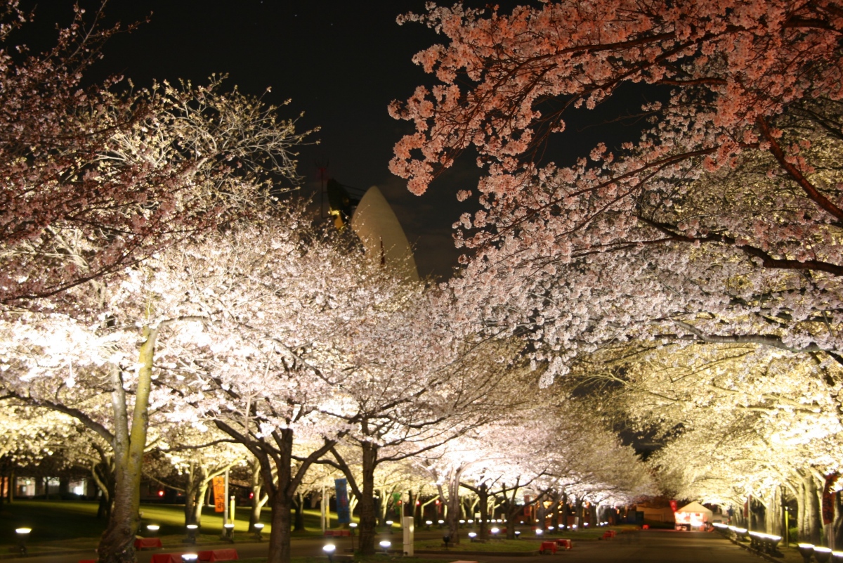 入夜後,萬博紀念公園的夜櫻點燈展現出與白天截然不同的氛圍。(圖片提供:OSAKA WHEEL) 入夜後,萬博紀念公園的夜櫻點燈展現出與白天截然不同的氛圍。(圖片提供:OSAKA WHEEL)