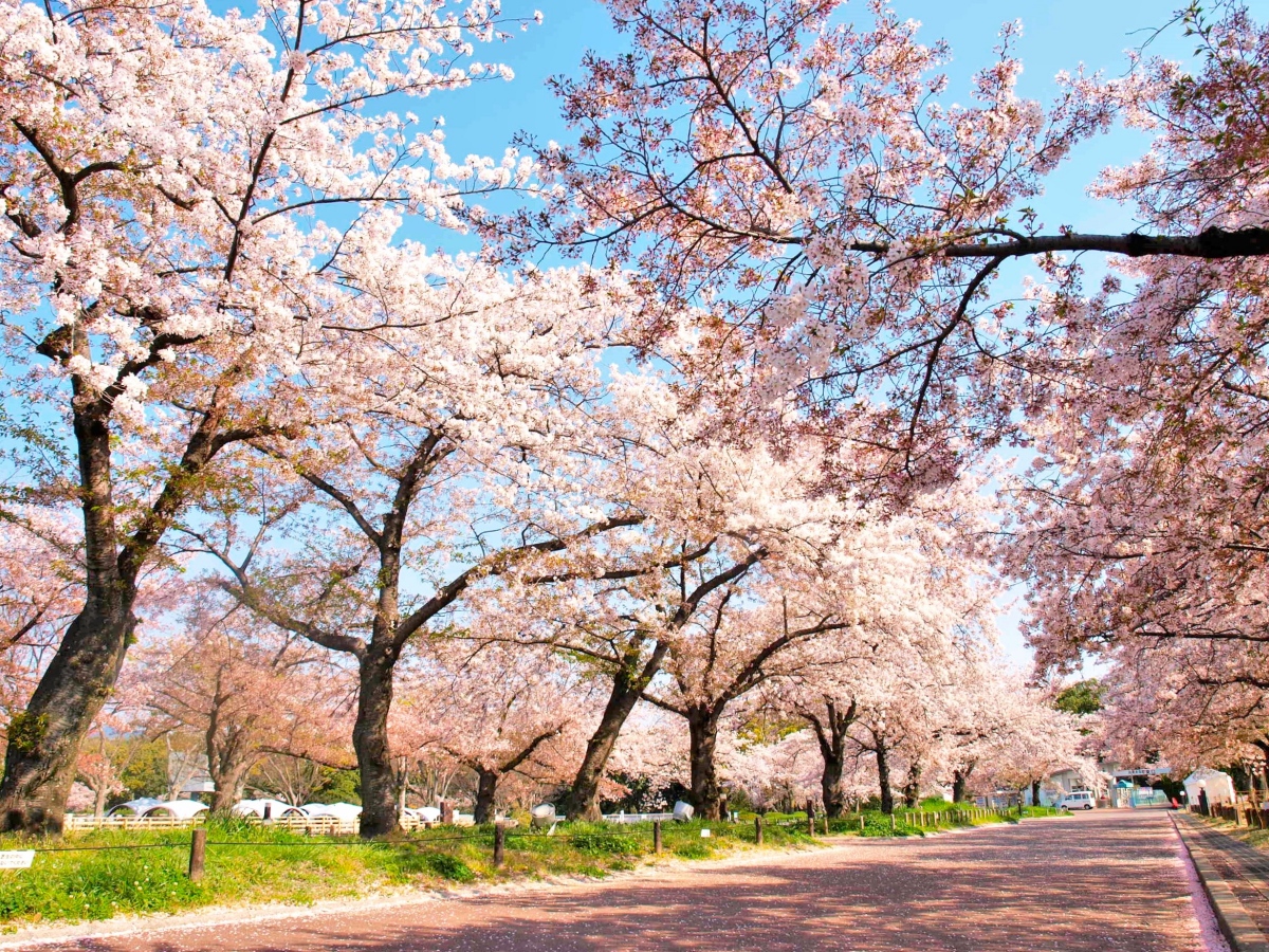 佔地面積約260公頃的「萬博紀念公園」,為「日本櫻花名所100選」。(圖片提供:OSAKA WHEEL) 佔地面積約260公頃的「萬博紀念公園」,為「日本櫻花名所100選」。(圖片提供:OSAKA WHEEL)