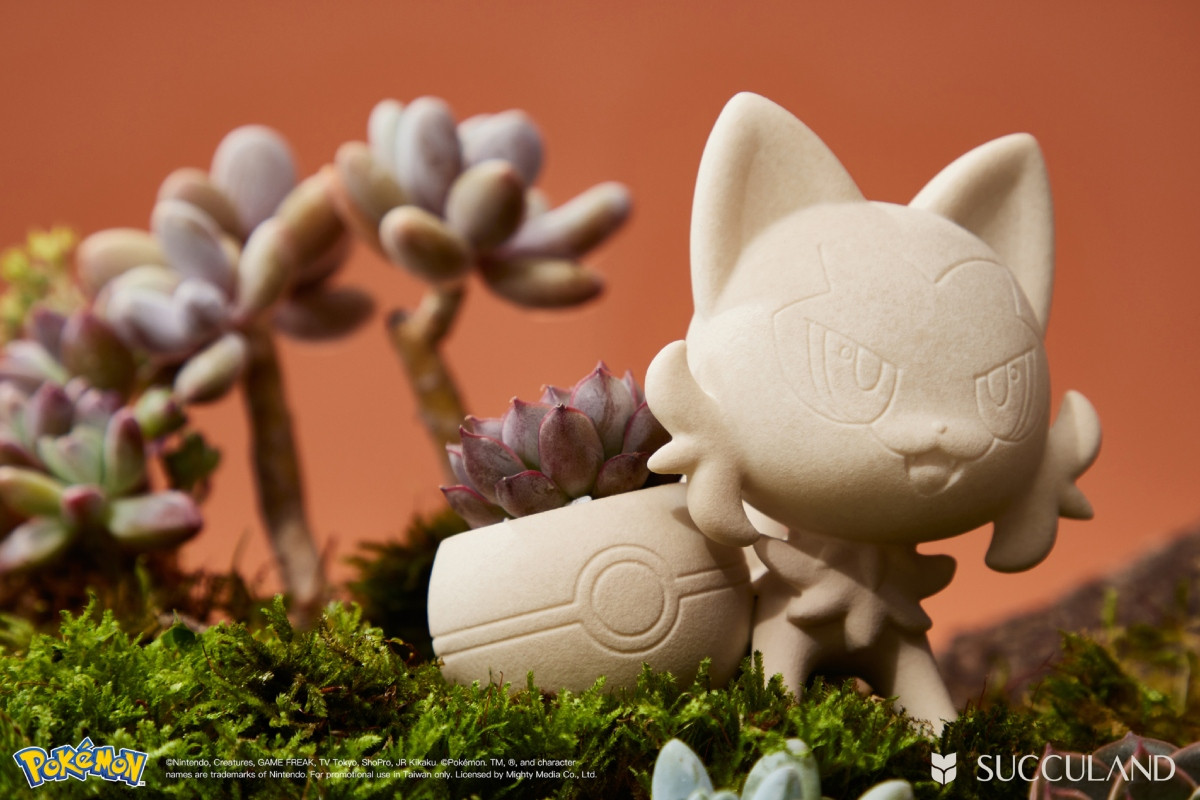 新葉喵三入組,售價 NT$4,883。(圖片提供:有肉SUCCULAND) 新葉喵三入組,售價 NT$4,883。(圖片提供:有肉SUCCULAND)