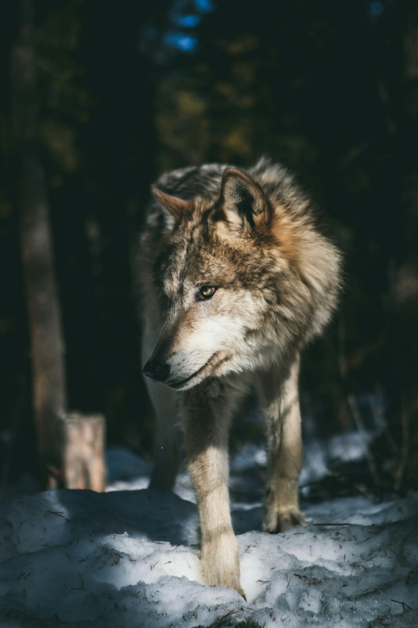Photo by Andrew Ly on Unsplash Photo by Andrew Ly on Unsplash