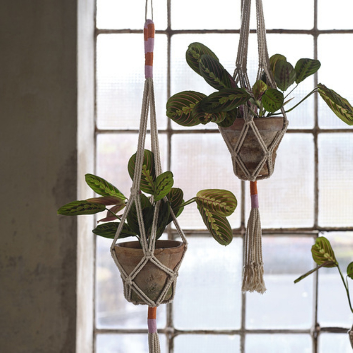 MÄVINN 花盆掛架,白色/手工製(圖片提供:IKEA) MÄVINN 花盆掛架,白色/手工製(圖片提供:IKEA)