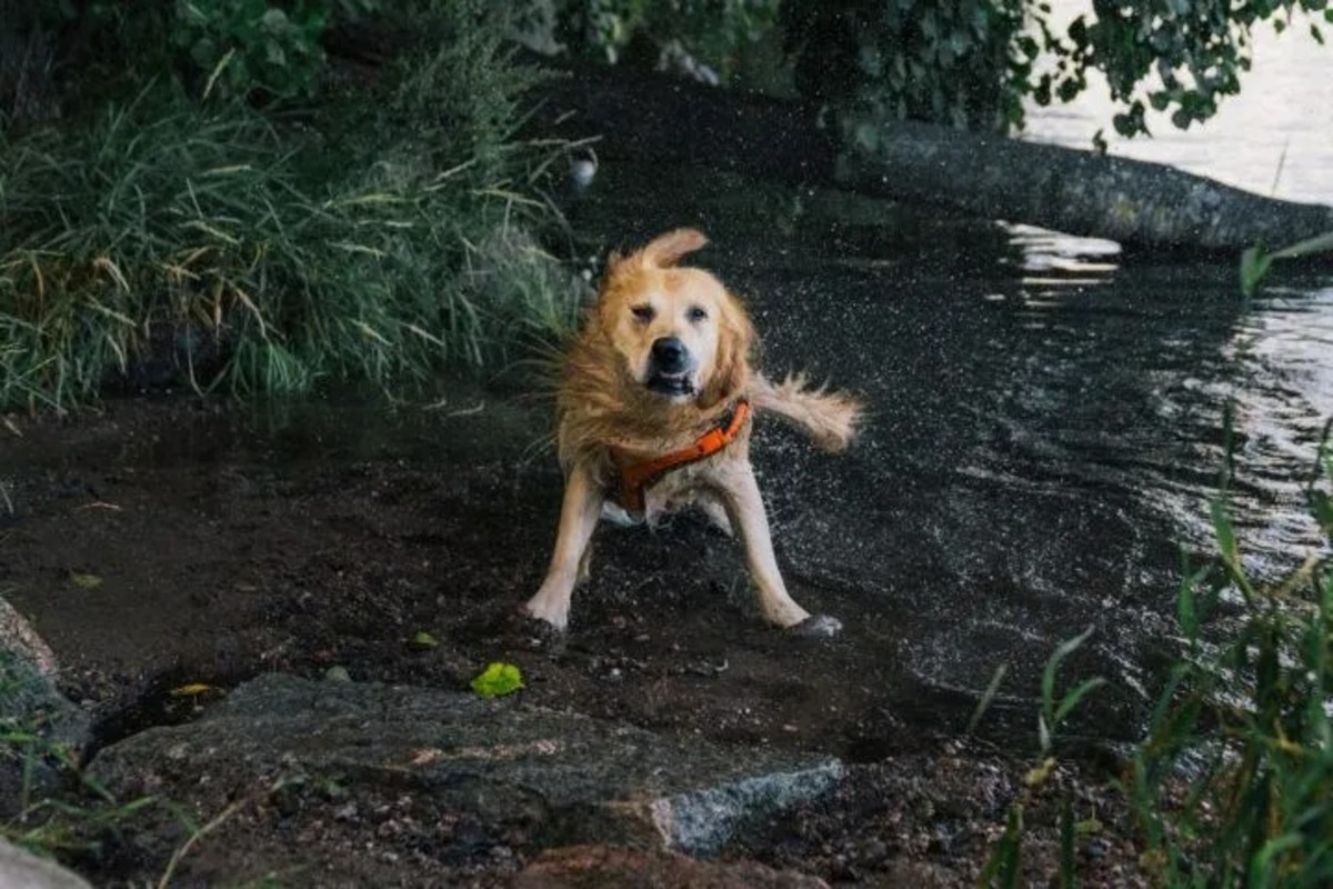 芬蘭赫爾辛基推「狗狗專屬旅遊路線」！從城市到小島，邀毛孩與主人共享幸福