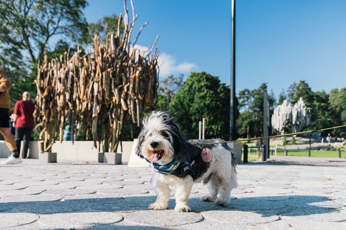 芬蘭赫爾辛基推「狗狗專屬旅遊路線」！從城市到小島，邀毛孩與主人共享幸福