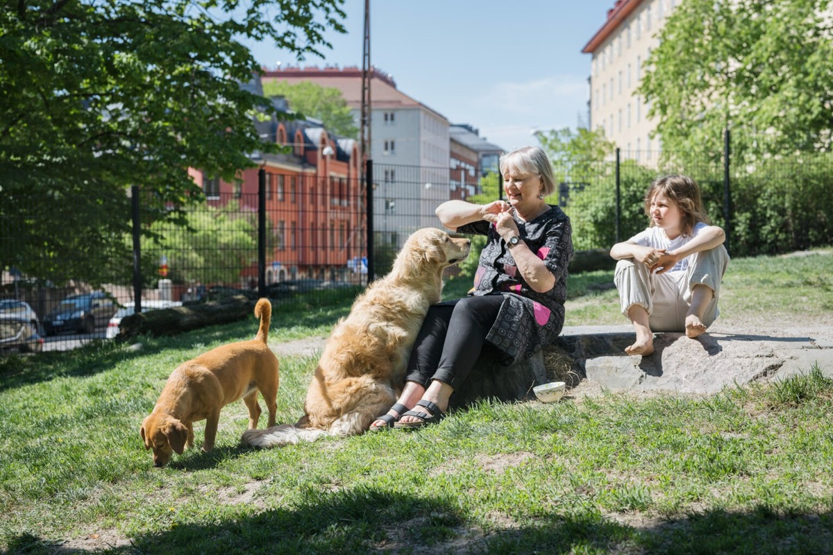 芬蘭赫爾辛基推「狗狗專屬旅遊路線」！從城市到小島，邀毛孩與主人共享幸福