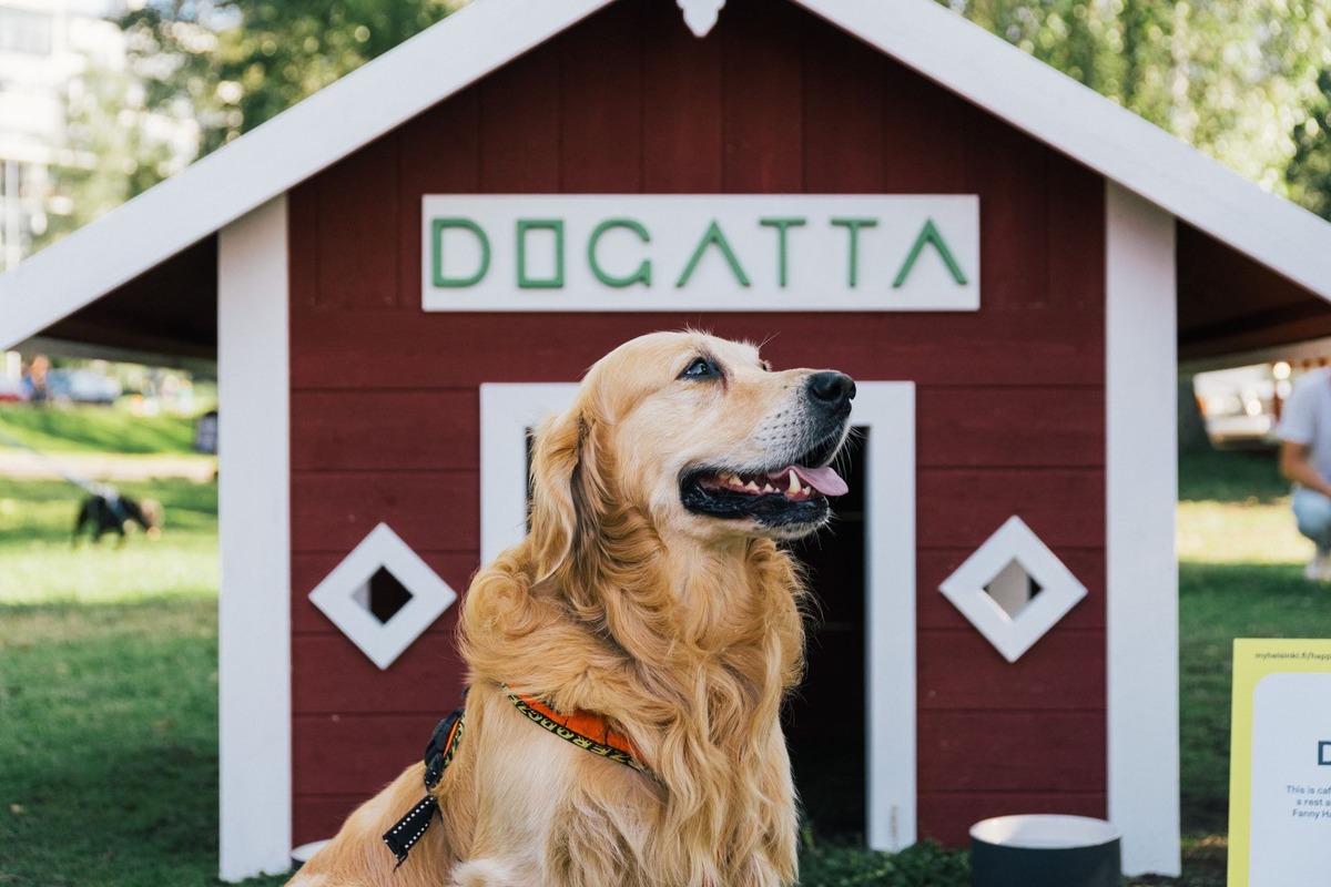 芬蘭赫爾辛基推「狗狗專屬旅遊路線」！從城市到小島，邀毛孩與主人共享幸福