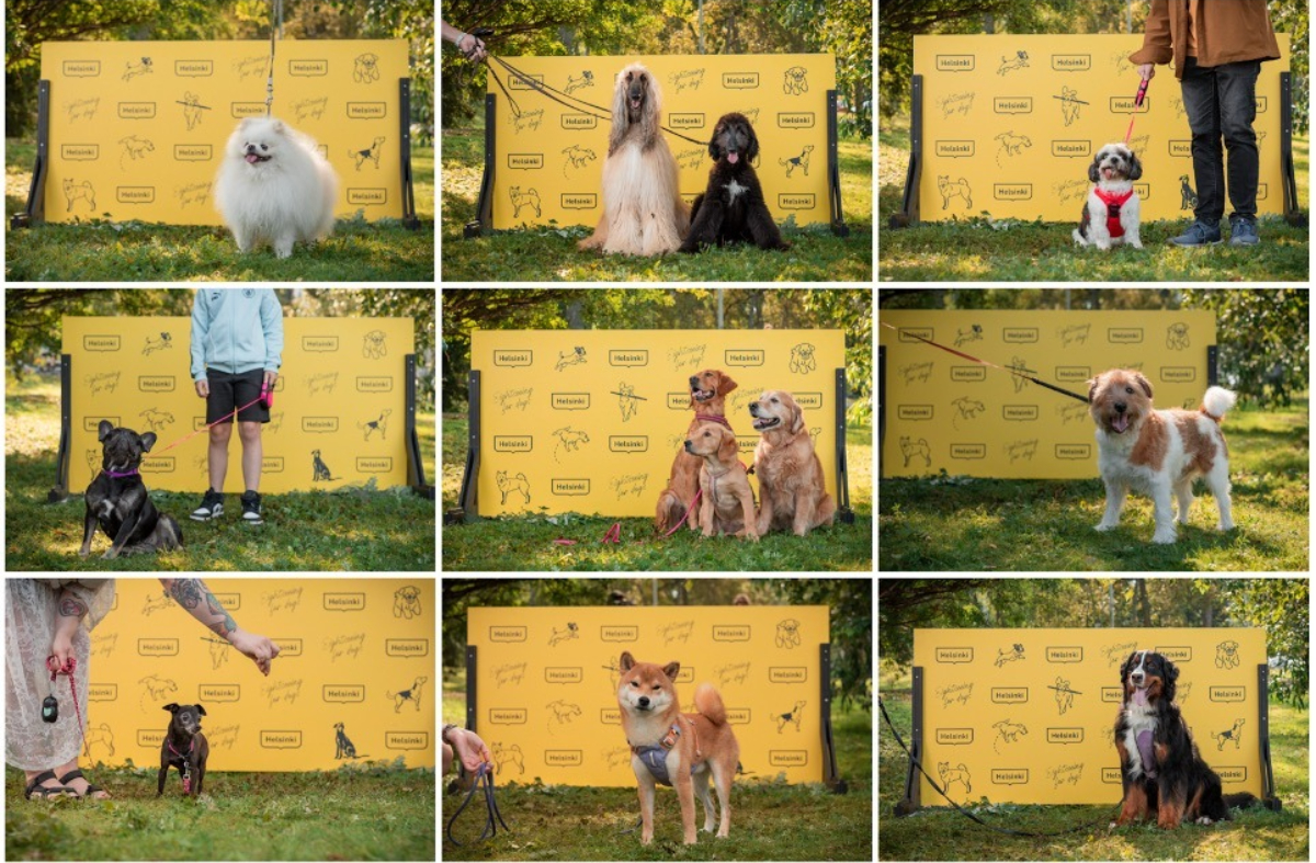 芬蘭赫爾辛基推「狗狗專屬旅遊路線」！從城市到小島，邀毛孩與主人共享幸福