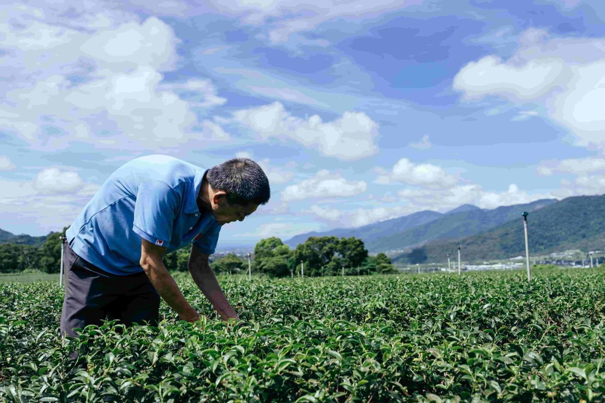 台東「允芳茶園」從蟬享茶到頂級精萃極品茶,走在研發尖端,並引領消費者以紅酒杯品茗。(圖片提供:臺東縣政府) 台東「允芳茶園」從蟬享茶到頂級精萃極品茶,走在研發尖端,並引領消費者以紅酒杯品茗。(圖片提供:臺東縣政府)