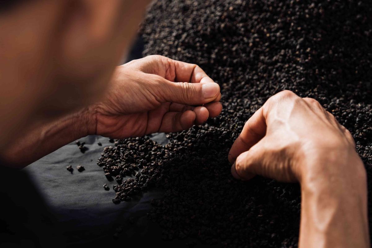 精細得像在挑揀鑽石的挑茶作業,每「克拉」都要大小與色澤一致。(圖片提供:臺東縣政府) 精細得像在挑揀鑽石的挑茶作業,每「克拉」都要大小與色澤一致。(圖片提供:臺東縣政府)
